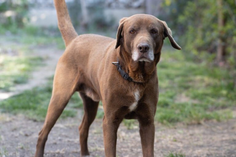 Quer Um Cão Esperto e Protetor? Veja Essas Opções Incríveis